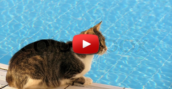 O puto que queria mandar um gato para a piscina